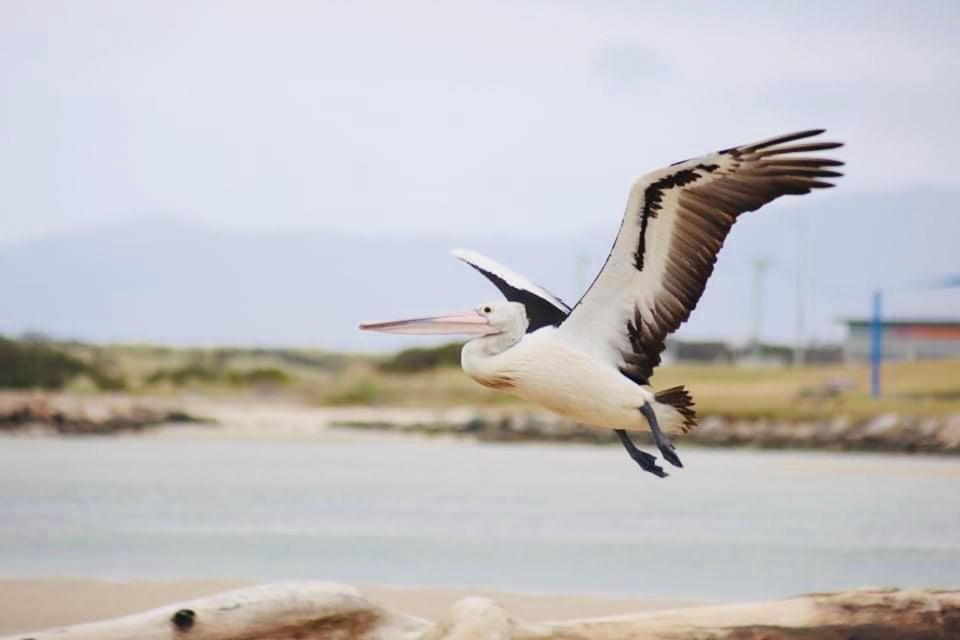 Pelican Sands Scamander Dış mekan fotoğraf
